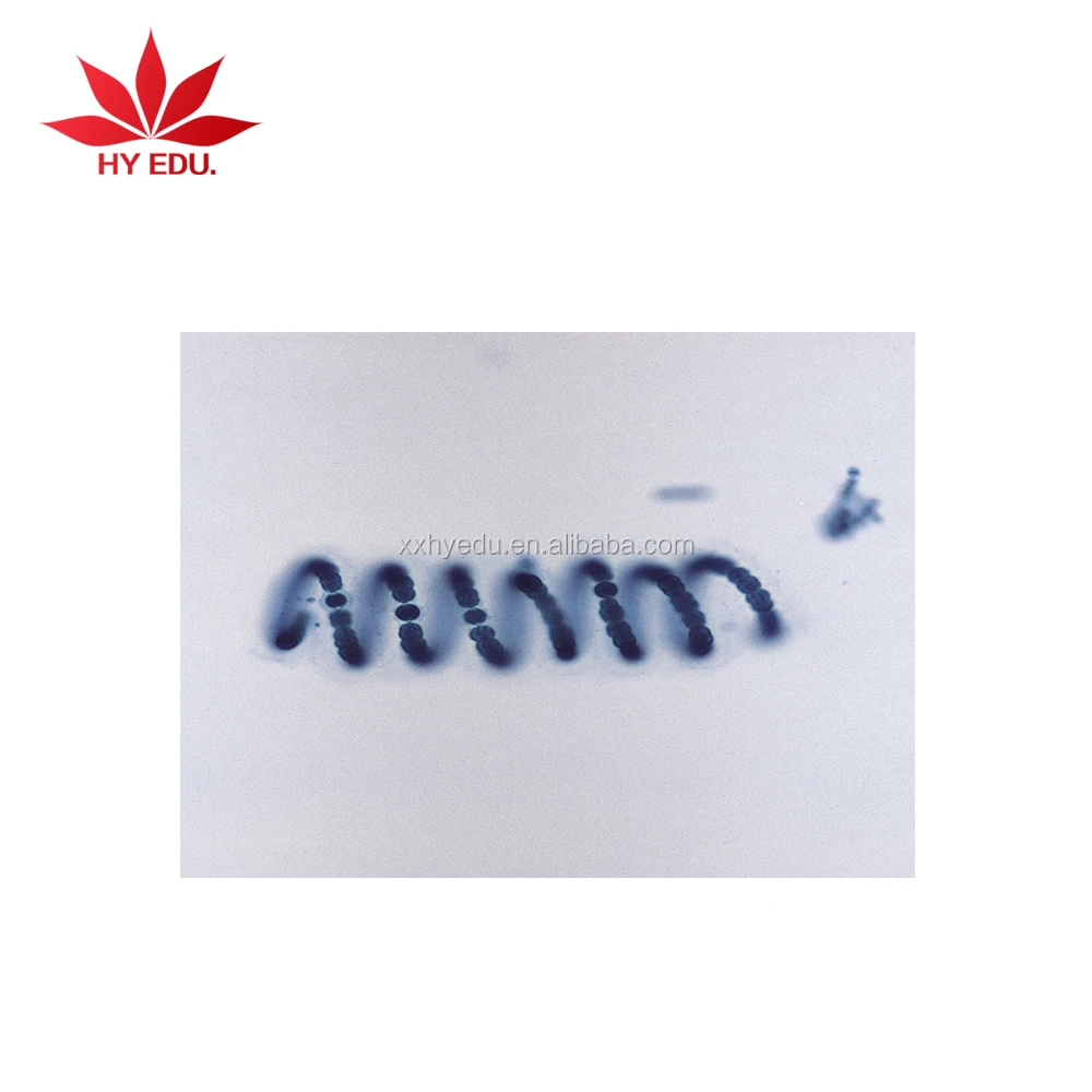 Fixed set Most popular algae biology prepared microscope slides set for biological lab equipment