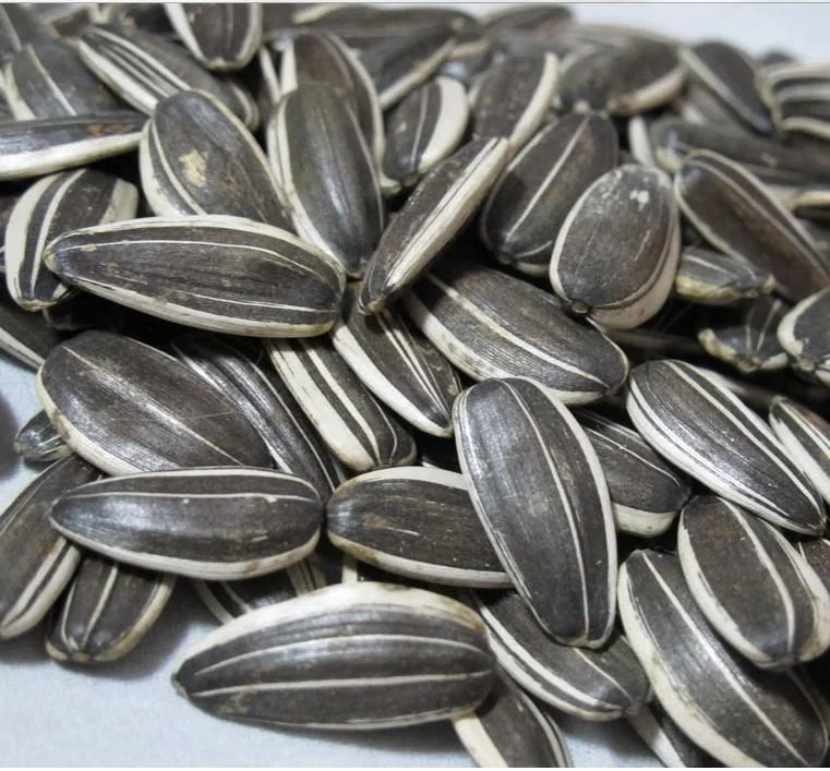 Raw Ukrainian wholesale sunflower seeds, Bakery Grade