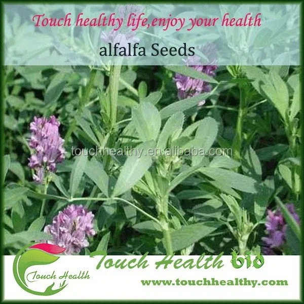 
Top quality Alfalfa seeds ready stock , Alfalfa seeds exporter , Alfalfa seeds cheap price 