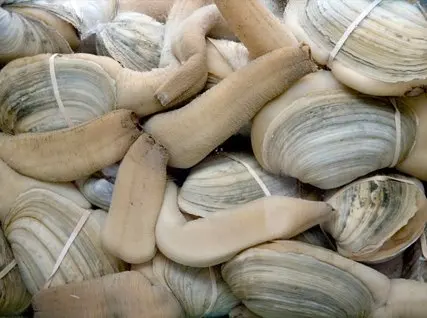
Live geoduck 