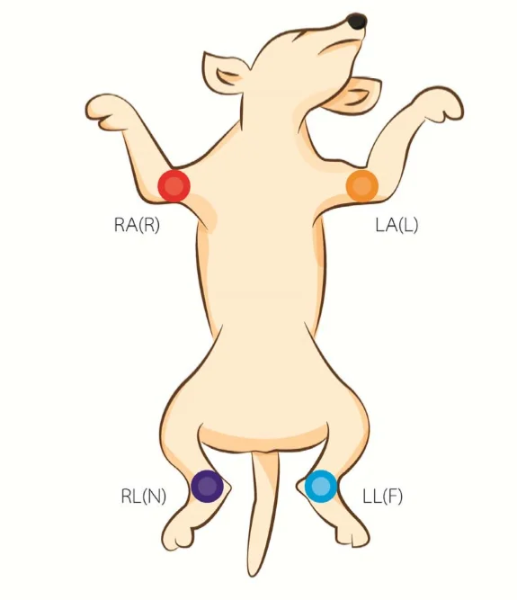 
Vet ECG for animals veterinary ecg machine 