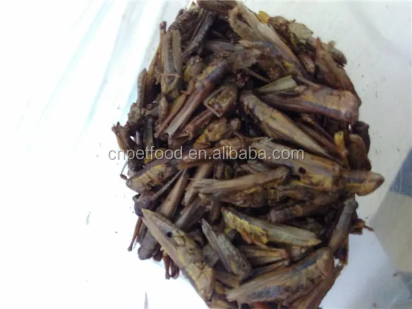 Сушеные колючки корм для птицы корм для кур корм для птиц