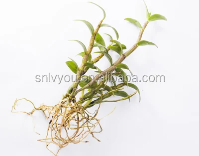 
Dendrobium / Dendrobe Extract Powder Dendrobium extract nobile Lindl P.E. Chinese suppliers price 