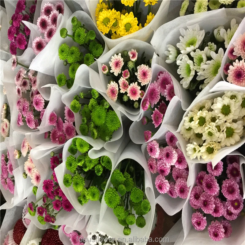 
Hot Sell Small Sprayed Chrysanthemum Fresh Cut Flowers Wholesale from CN;YUN 100% T/T Grade a 10 Stems/bunch 2 Working Days 