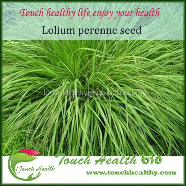 
2021 Touchhealthy supply Hot sale ryegrass seed for sowing 