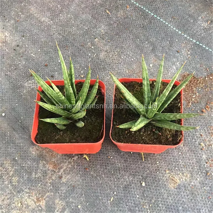 
Fox tail Sansevieria Trifasciata,Sansevieria Surpeba, Sansevieria laurentii 