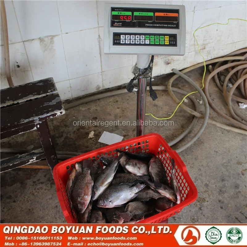 
tilapia 200-300g good selling in congo market africa 