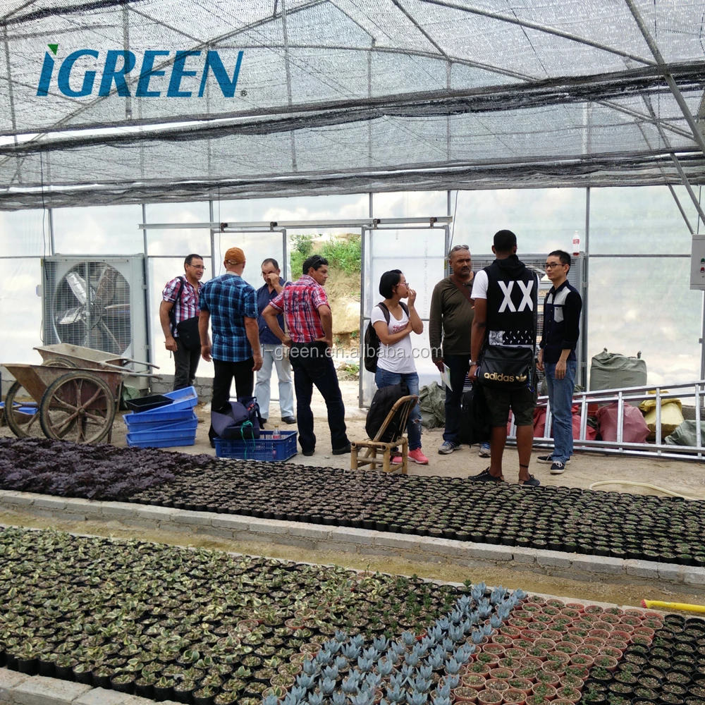 Planting Greenhouse Sprinkler Film Large Green House Metal Frame Large Plastic Tray for Seed Planting Large Glass Flower Base