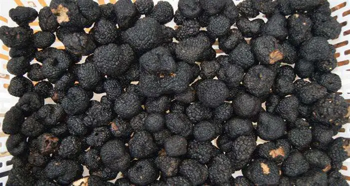 Detan свежий черный трюфель диких грибов