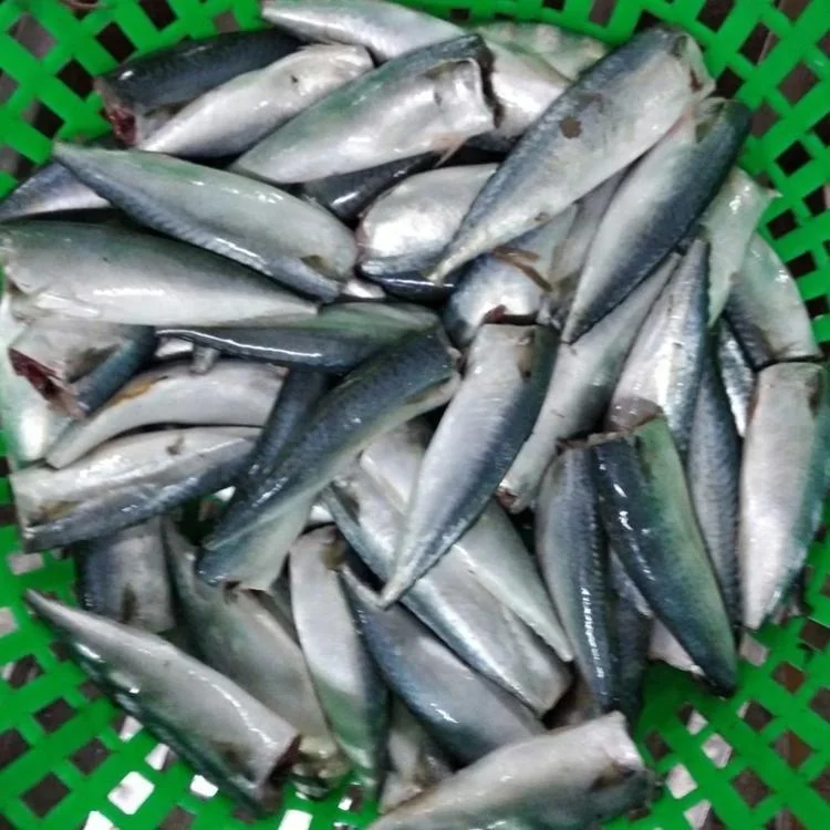 Материал банка для скумбрии 100-200 г замороженная скумбрия