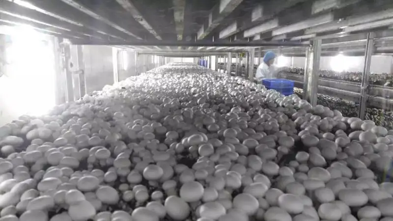 
Detan Fresh AD Champignon Mushroom Price 