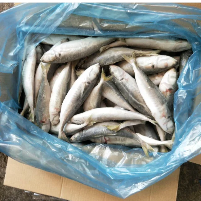 
Frozen Whole Round Scad with IQF 6-8 Jack mackerel 