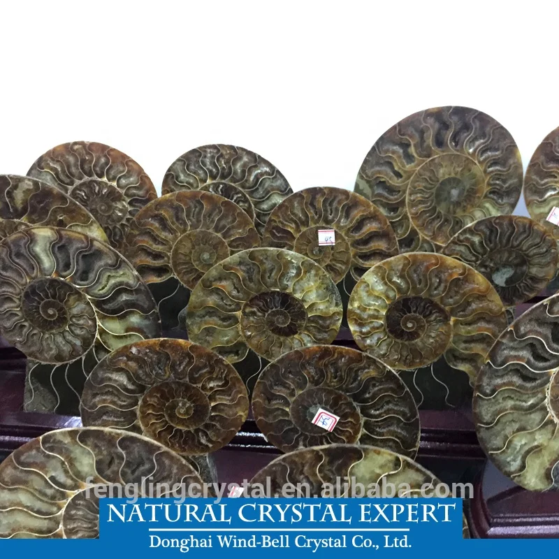 Natural Madagascar Ammonite and Minerals Specimens Fossils For Decoration