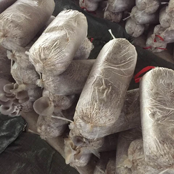 
Detan Oyster Mushroom Bag 