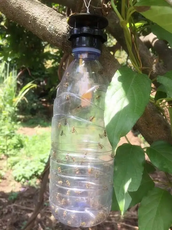 Tephritidae & trypetid / fruit flies pheromone trap