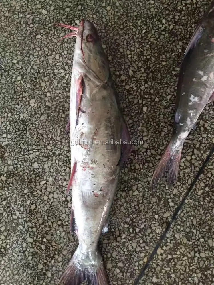 Frozen whole round cat fish 2kg+