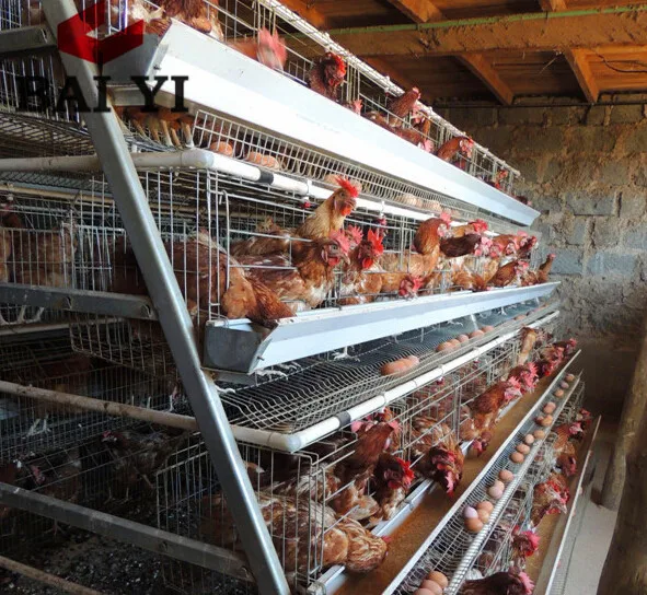 Dubai Poultry Farm Cage 5000 Chicken 90 120 Bird Layer Chicken Cage
