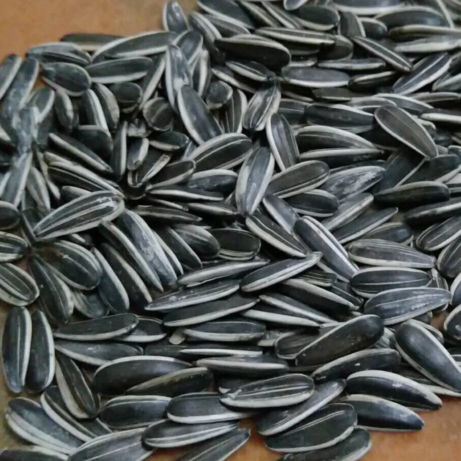 
High quality chinese sunflower seeds for ton price 
