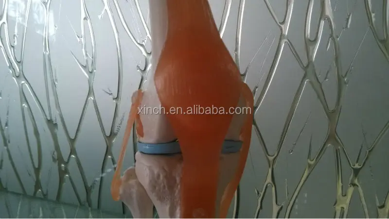 Life size коленного сустава анатомическая модель для школьного преподавания