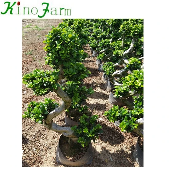 
 Фикус микрокарпа бонсай  