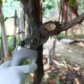 sujineng Li-ion battery powered garden power pruning shear for fruit trees