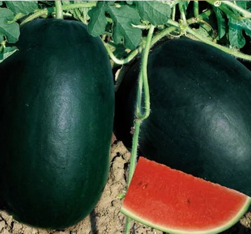 NW181 Damai гибридные высококачественные семена красного фрукта арбуза Высокая производительность семена арбуза