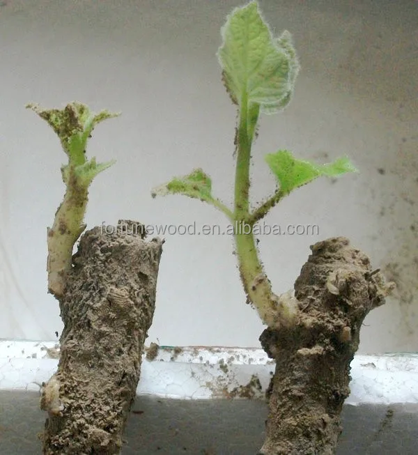 
Spring flower tree paulownia Tomentosa roots cutting for planting 