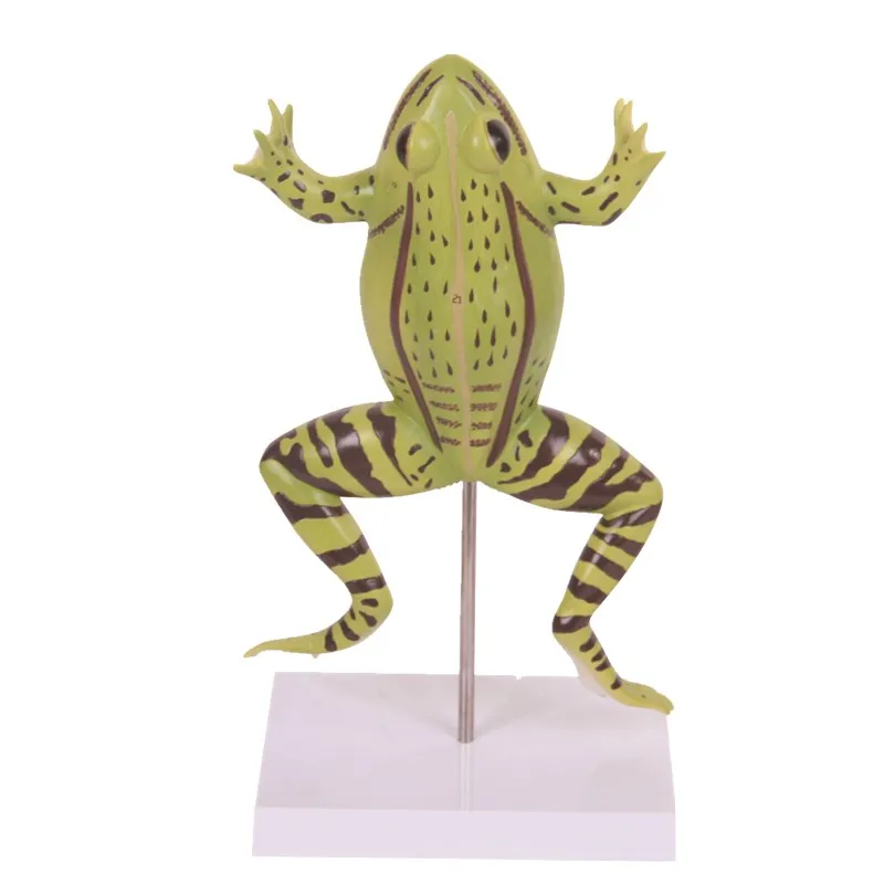 Anatomy plastic animal model of frog