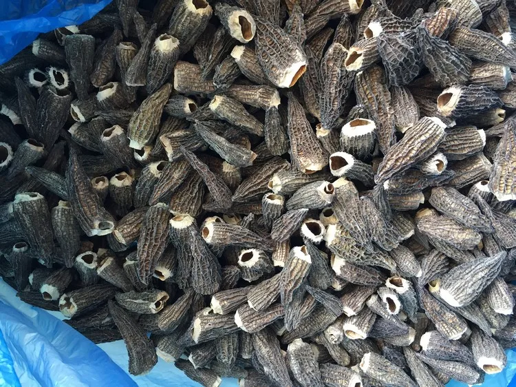 Wholesale IQF frozen morel mushroom, price of frozen morel