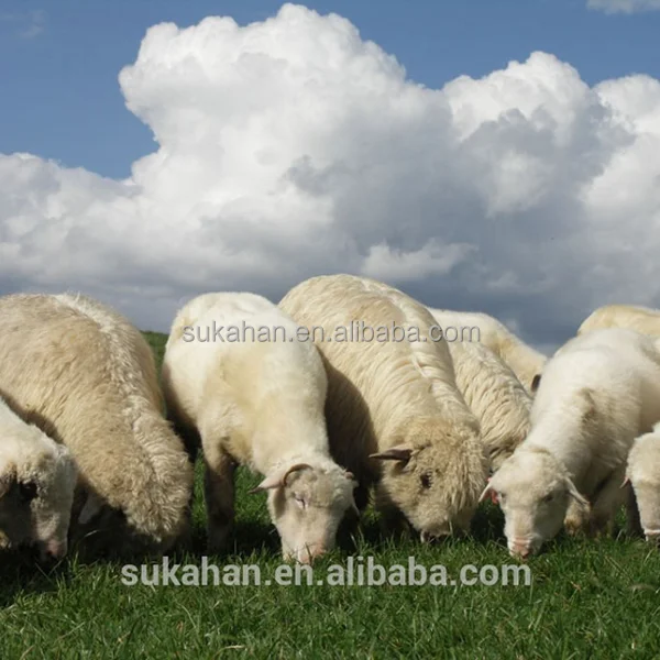 
Multi-functional probiotic bacteria - Bacillus subtilis made in China for Animal Drinking Avoid Diarrhea 