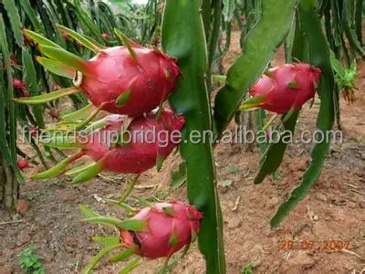 
Dragon Fruit Plant Nurseries for Sale 