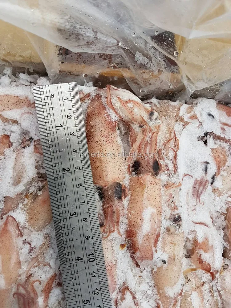 Taiwan Sea Frozen Squid Loligo
