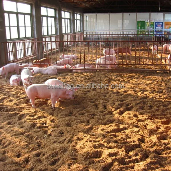 Свиная свинья хоггери свинка свиная свинья/отгустные свиньи используют пищеварительные бактерии