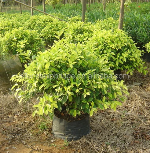 
evergreen foliage outdoor landscaping decorative ornamental plants Ficus microcarpa cv Golden Leaves 