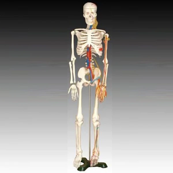 A1005 Hot sale 85cm Human Teaching Skeleton with Nerves and Blood Vessels Model, Human Medical Skeleton Model