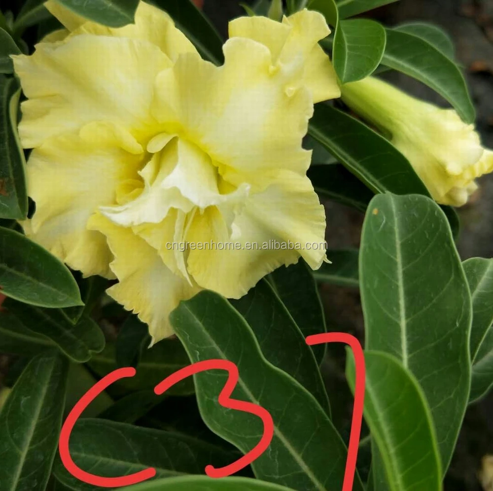 Desert Rose seedling