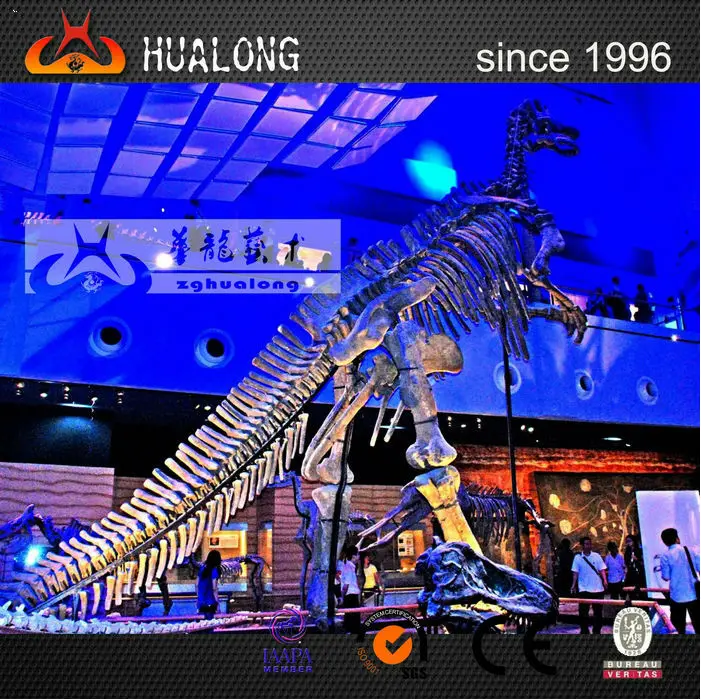 high quality museum dinosaur skeleton replica