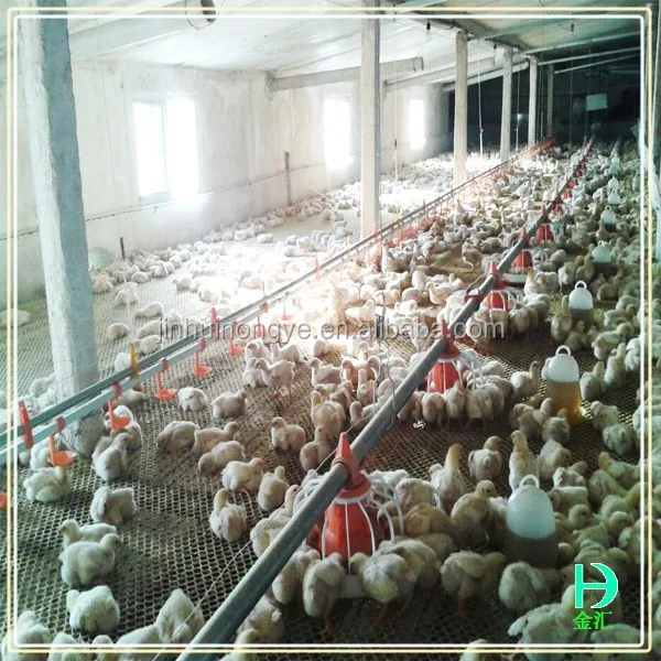 Chicken broiler farm house design chicken farm shed building