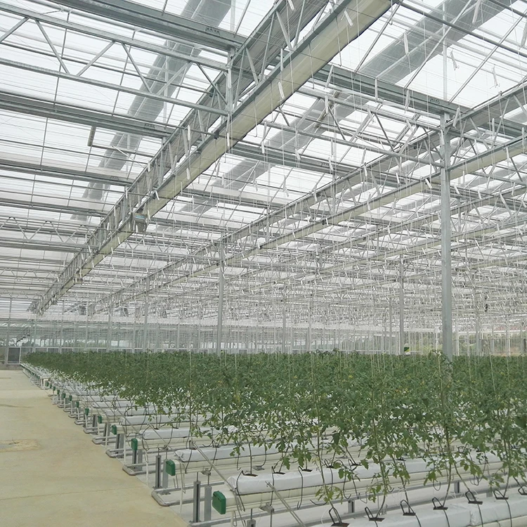 
Agricultural Glass Panel Galvanized Steel Structure Greenhouse For Tomato 