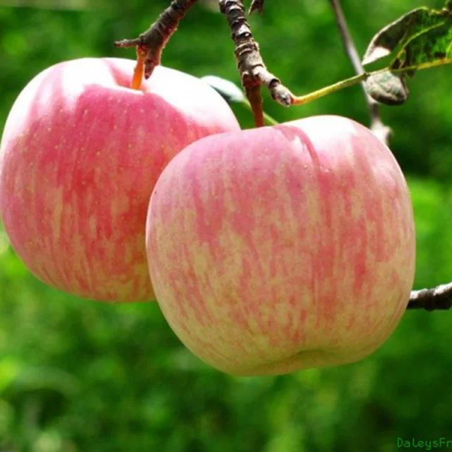 Южно-китайский анти-сезон, саженцы яблони, фрукты