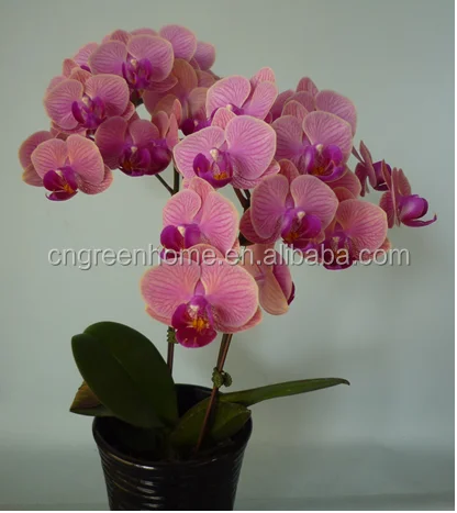 natural phalaenopsis