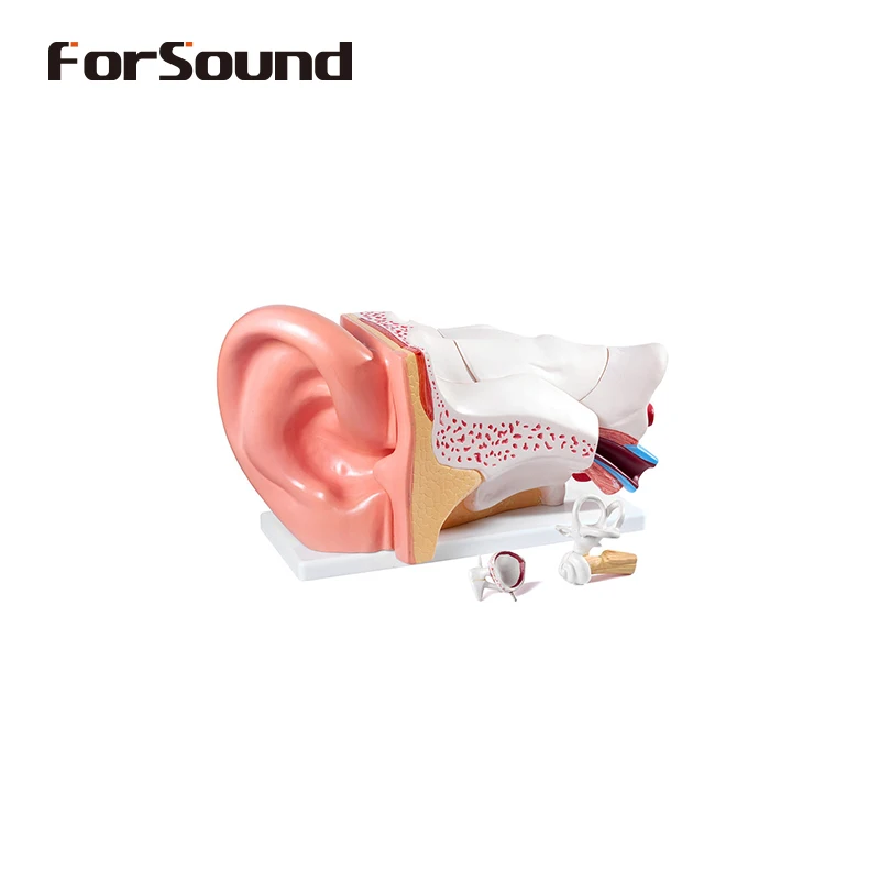 Дисплей для анатомии ушей модель искусственного уха демонстрации незаметный слуховой аппарат CIC