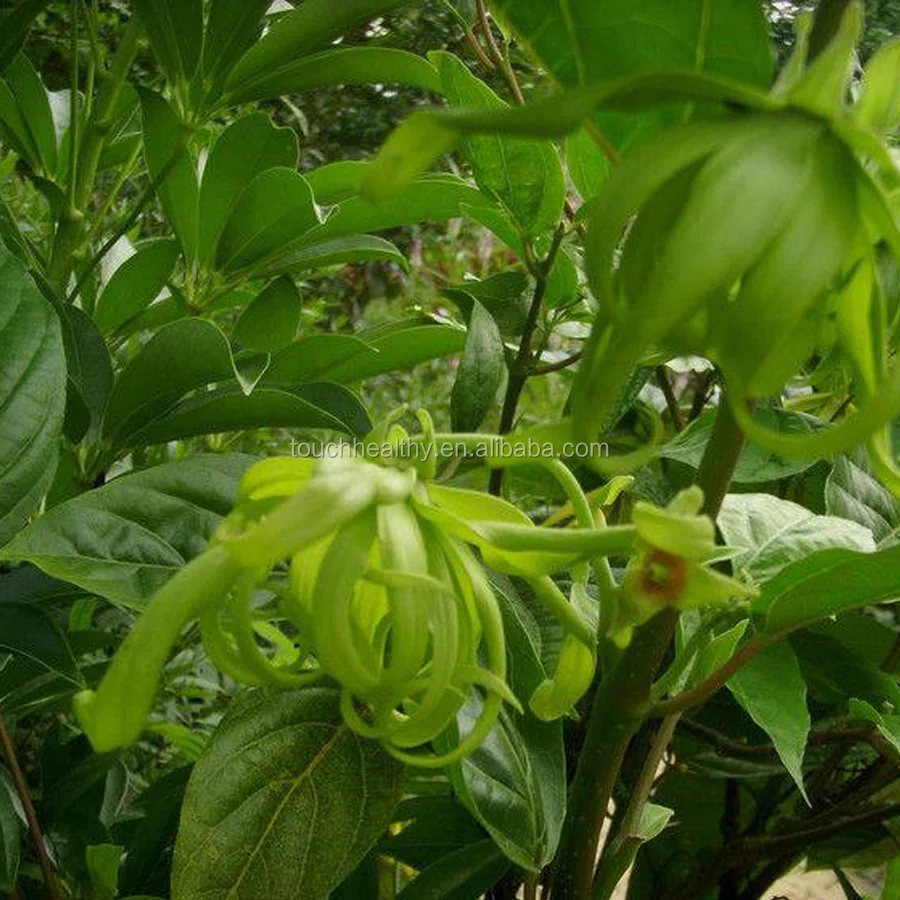 
2021 Touchhealthy Supply ylang ylang seeds tree seeds for planting 