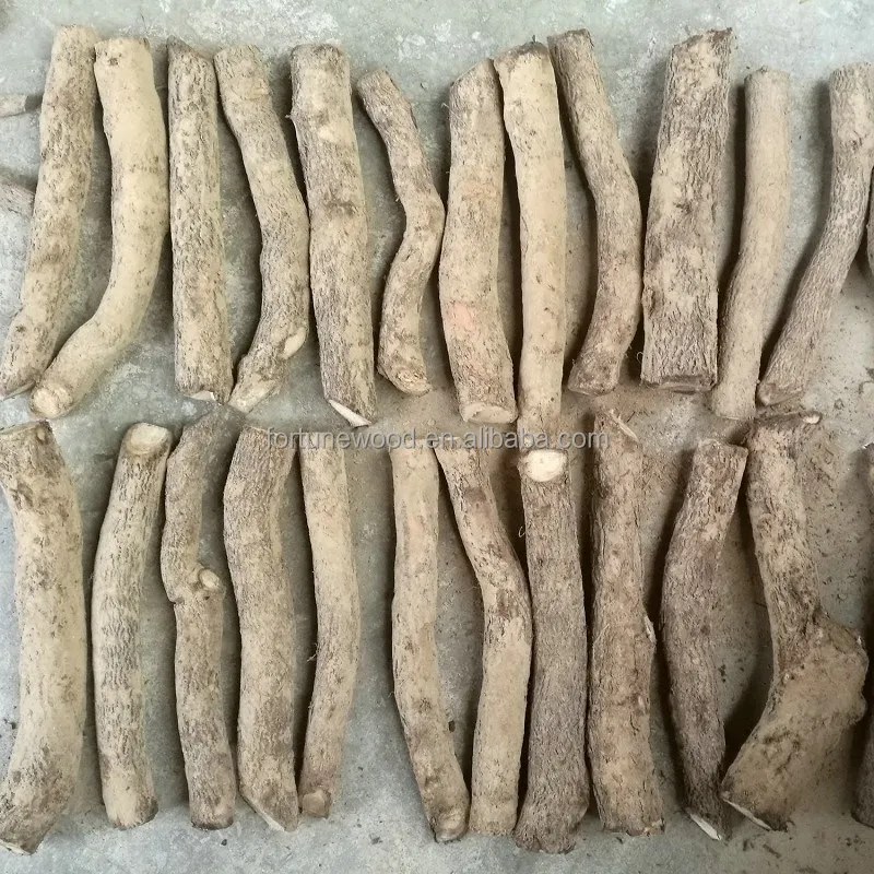 
Paulownia elongata rootstock certificated 