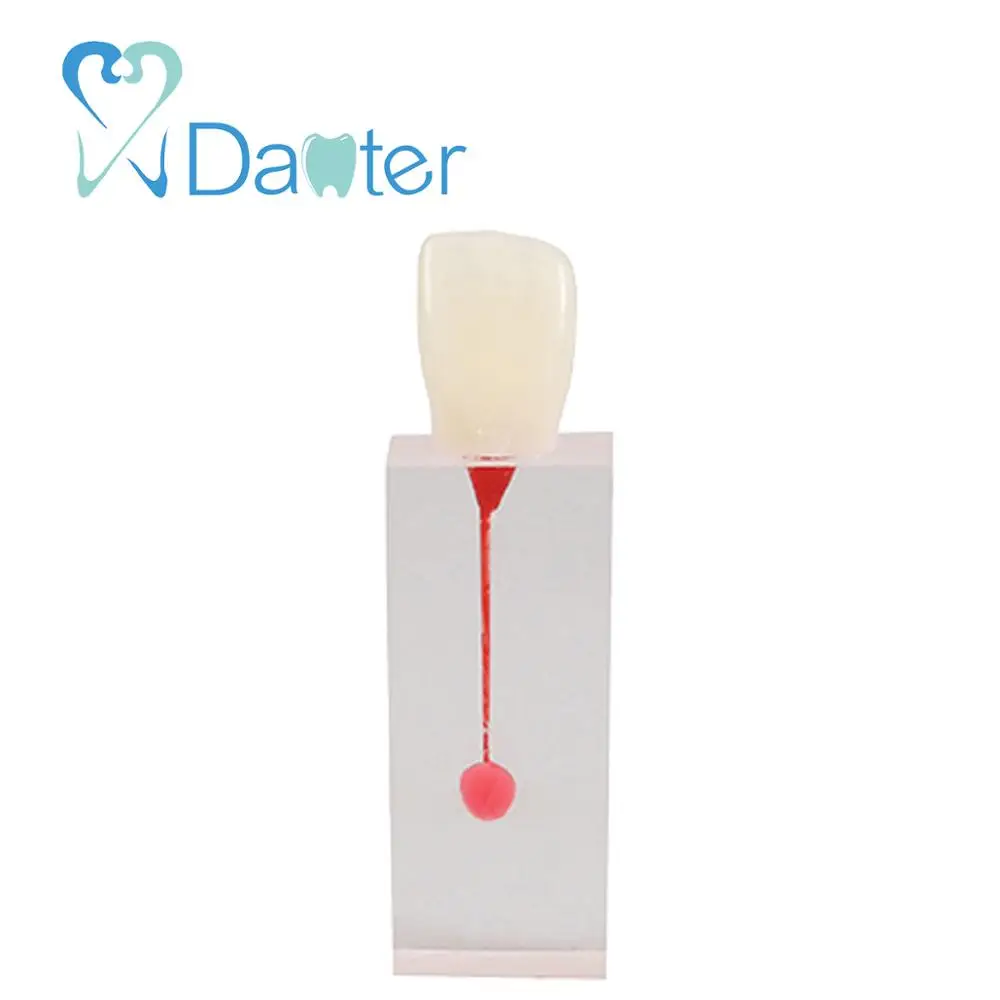 Dental Teeth Model of Root Canal Model
