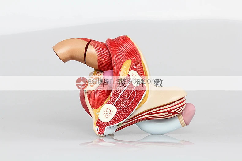 Male Genital Organ model