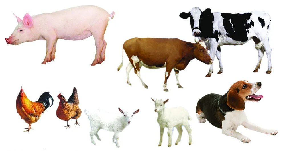 Broiler Starter Crumb Best Quality Starter Broiler Feed Organic Soybean Meal Corn meal Gluten Feed for Animal