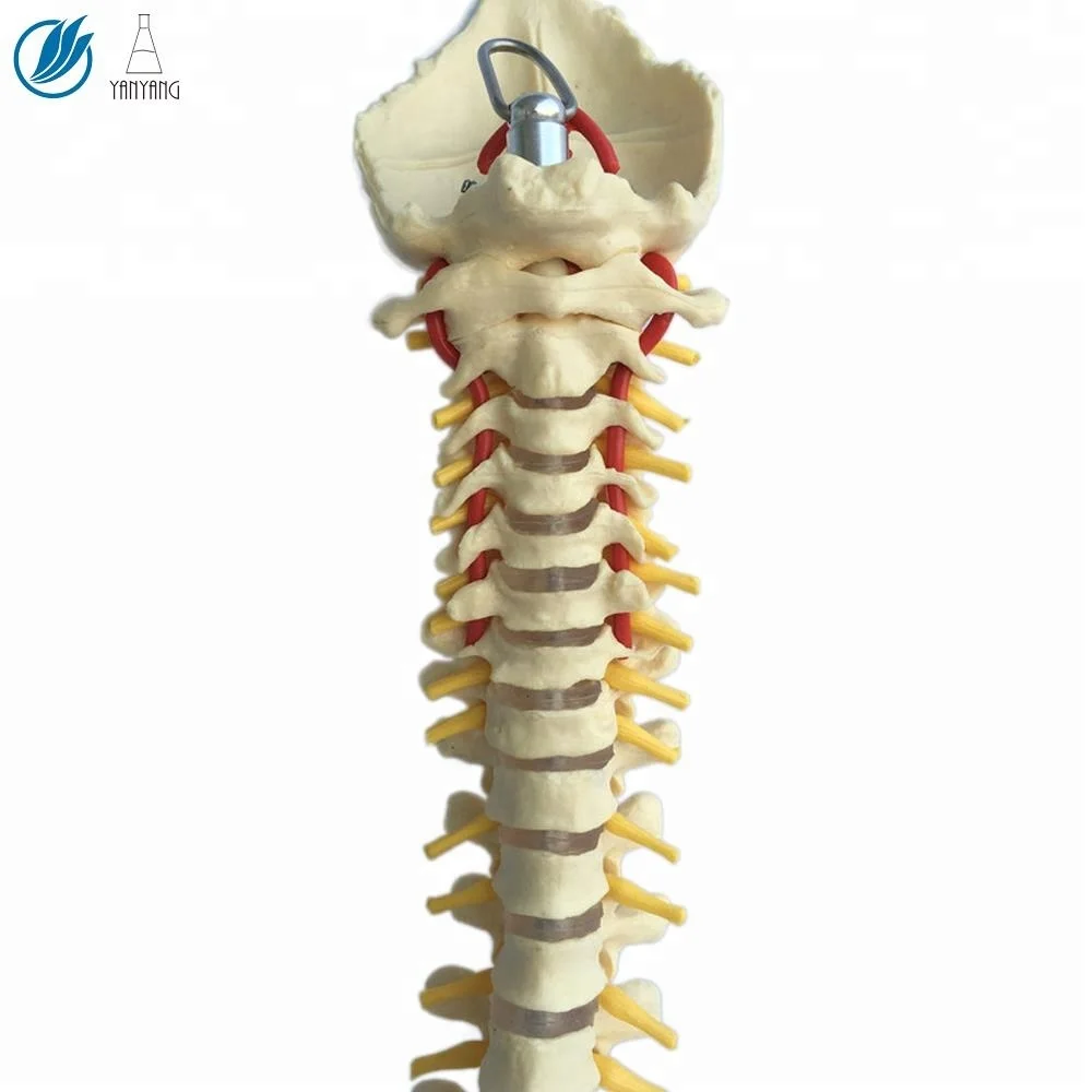 3d модель анатомического человеческого позвоночника из ПВХ для обучения