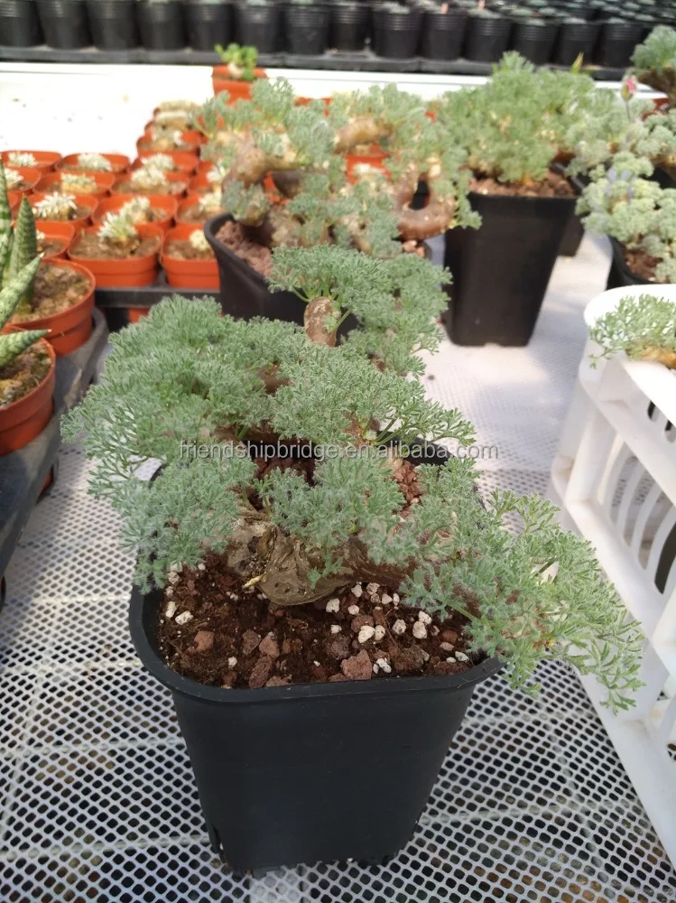 
Indoor & outdoor Monsonia multifida bonsai plants 