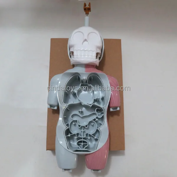 learning resource lab human body doctor play set human body parts